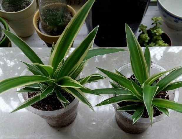 花友们这10种漂亮的花，很快就发芽长根、爆盆开花又招财气！