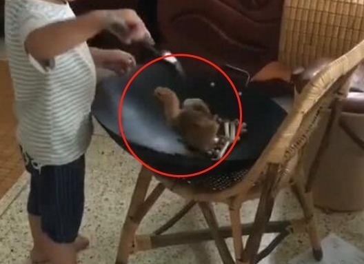 小动物|妈妈给宝宝买了只小鸡,上完厕所回来,孩子的行为让妈妈无法淡定