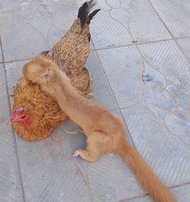 动物$黄鼠狼会给鸡“拜年”,月圆之夜还会拜月,真这么神奇?想多了