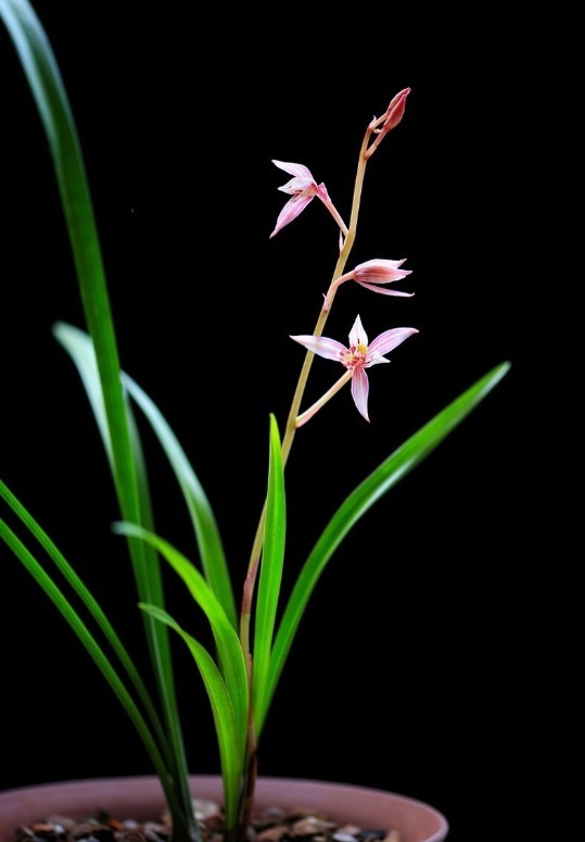 春天养兰花要学会“4变”,越变苗越多,还长得格外壮