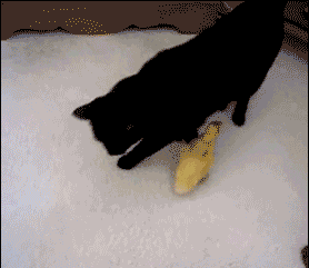 |搞笑GIF:设计师你出来 我保证不打你脸