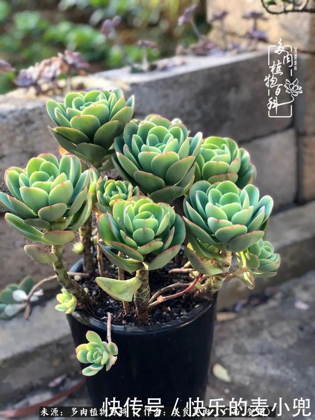 多肉，一位来自神奇大自然的良师益友！