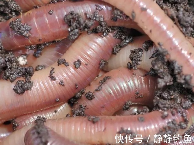 爆钓黄骨鱼,一晚上拉了34斤!钓友全部看哭了!