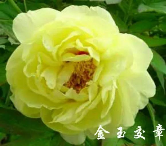 喜欢牡丹花，却一不小心买到芍药！附牡丹花品种图鉴大全