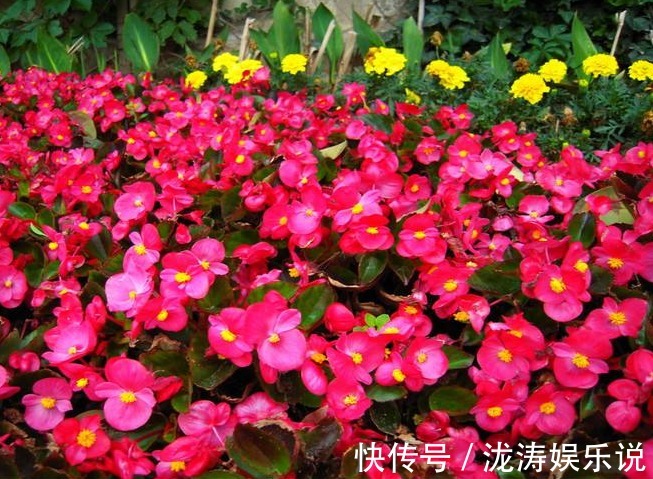 四季|四季海棠开花少多做“1步”，秒变“开花机器”，四季开花不断