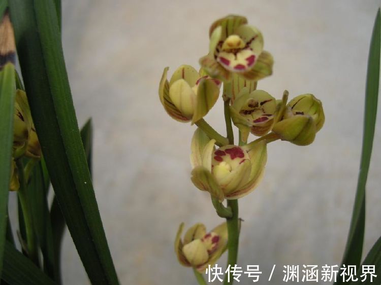 爆盆|喜欢三角梅,就养盆“珍稀名品”柠檬黄三角梅,开花爆盆高贵典雅