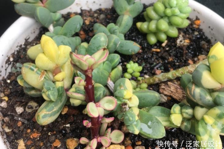 养护|多肉黄金鹿角海棠就是鹿角海棠锦,但假的特别多,分不清就会被坑