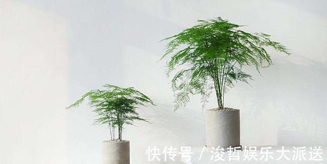 烂根|文竹爱黄叶，学了这5招，叶子绿的滴油，蹭蹭长到巨无霸！