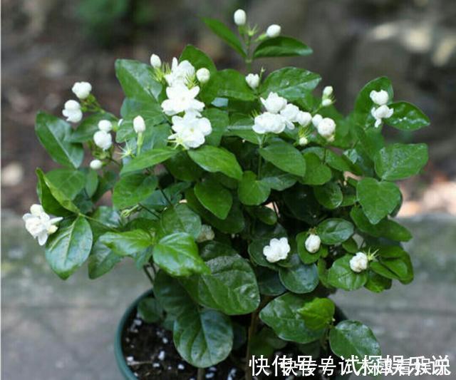 花王|秋天买茉莉,枝头满花苞3点谨慎,别手欠,开成“爆花王”