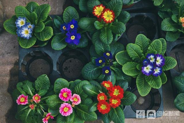 年宵花市场开始备货蝴蝶兰仙客来20-50元盆受市民青睐