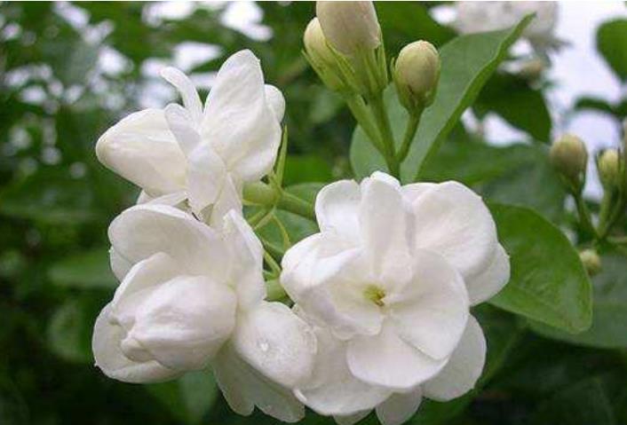 茉莉花还不开花赶紧做这一步,开花多一倍,满屋飘香