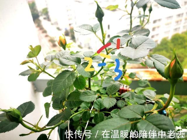 养花技巧公认难养的3种花,高手用经验告诉你,怎样快速开花