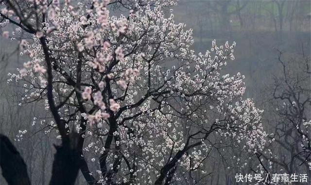 胭脂|读赵佶的《燕山亭·北行见杏花》万水千山，知他故宫何处