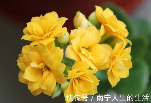 颜值超高的几款花卉,花朵硕长超漂亮,越晒长得越旺,人见人爱