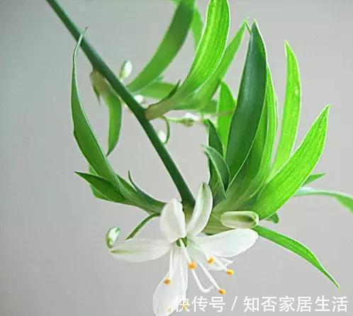 叶片|吊兰那么好养,为什么你总是养残废