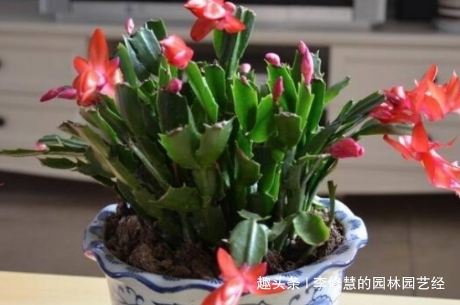 秋季蟹爪兰迟迟不开花,三个爆盆施肥方法,立刻花开艳丽满盆红爪