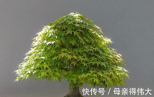 水控法|盆景叶片太大，如何控叶