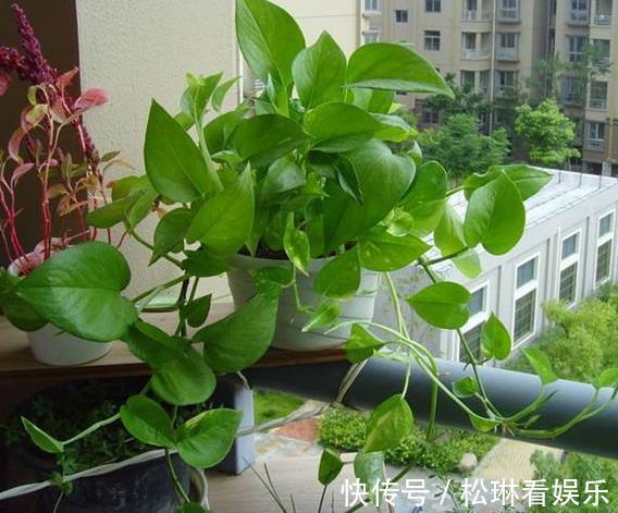 肥料|绿萝叶子发黄跟爷爷“学1招”,7天油绿起来,叶片巴掌大!