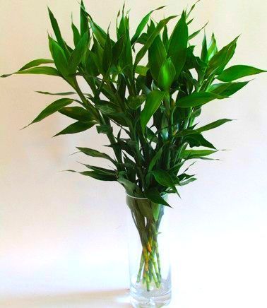 可以水养的4种花卉盆栽,省时省力,夏季养起来!