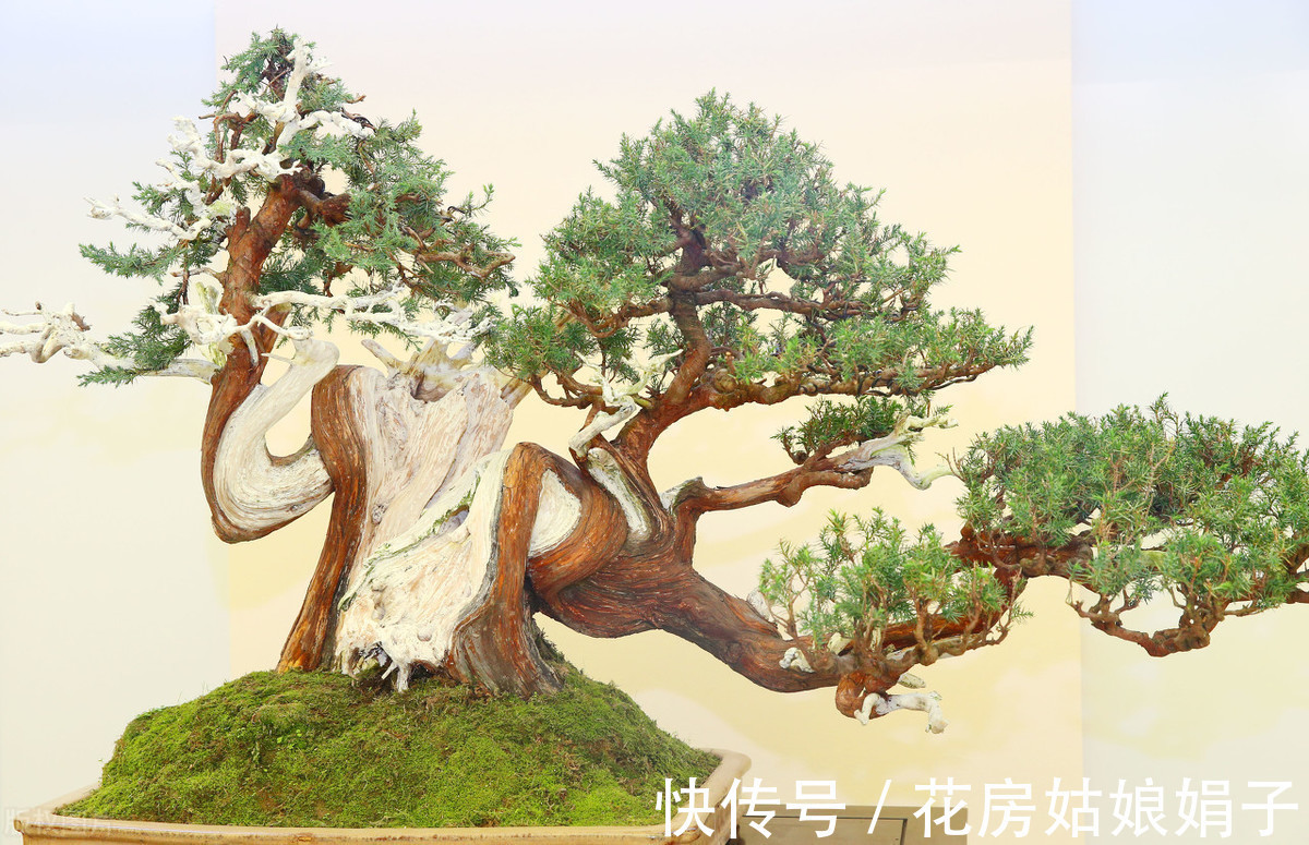 植物|别再为浇水发愁了,给你支招“10多10少”浇水法,比啥方法多管用