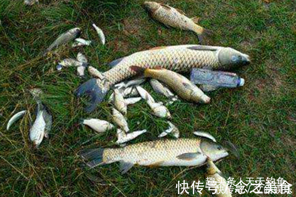 民间野钓饵料偏方几个大蒜饵料配方,小鱼绝对不沾,专门钓大鱼