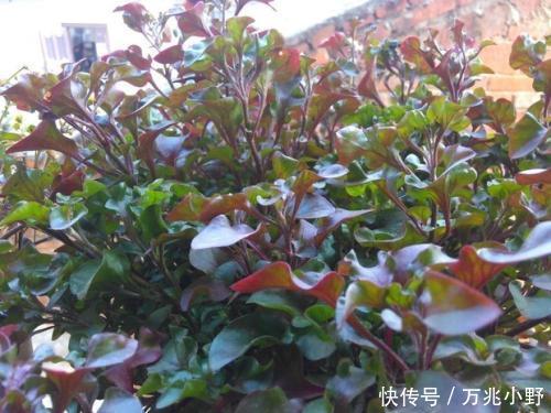 清积逐瘀 清肝明目 这野菜功效也太齐全了 快资讯