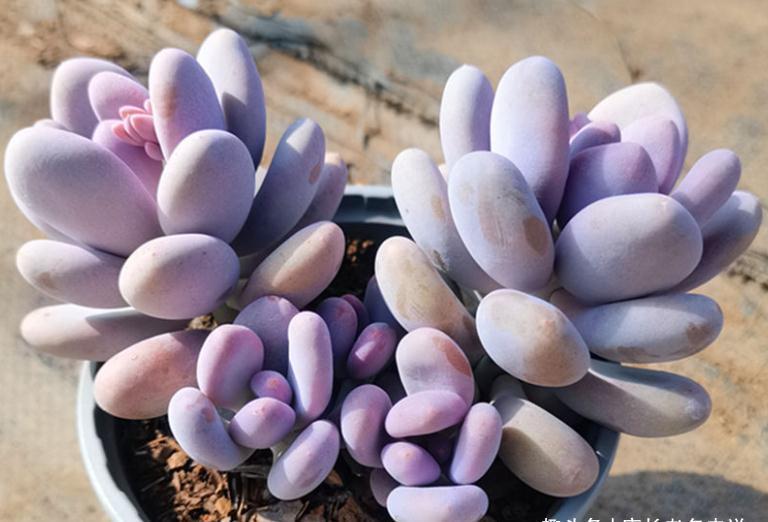 养护|这5款多肉极难养出状态,养护环境不好或新手朋友最好不要碰它们