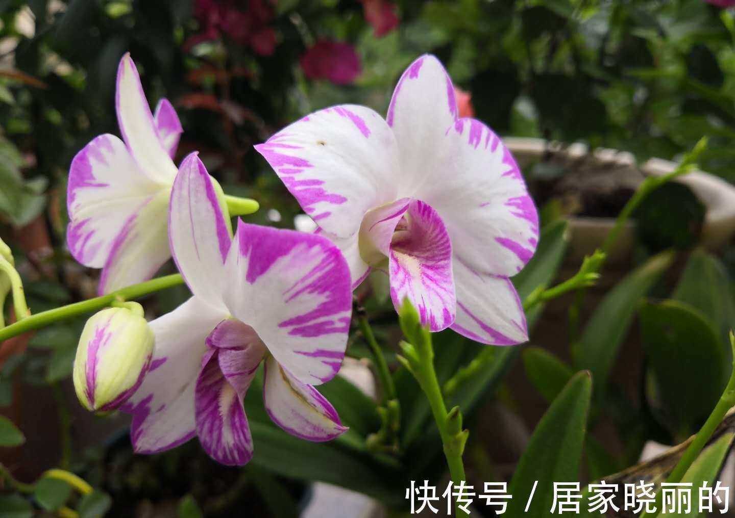 仙人球|适合养在办公室的植物,不仅容易打理,而且赏心悦目,上班族标配