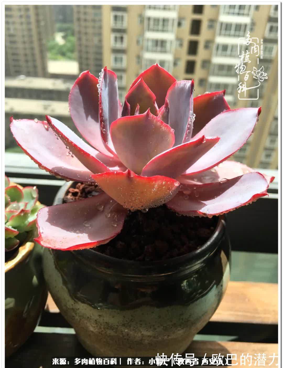 从景天到水泡和肉锥,那些年阳台种植多肉的历程!