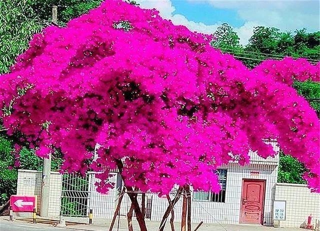 家庭养三角梅,重复去做“1件事”,花越开越多,轻松开成大花球!