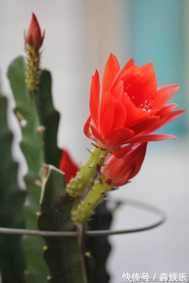 令箭荷花怎么养开花多 花期前的养护技巧你学会了吗