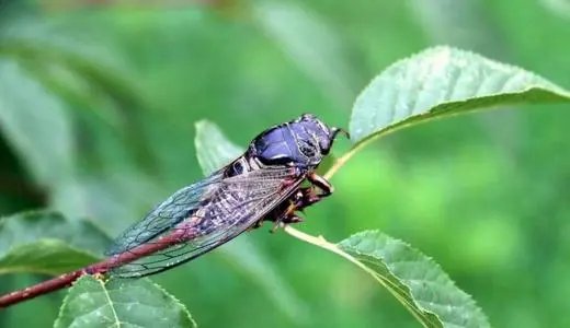 寒蝉|立秋之后,寒蝉鸣