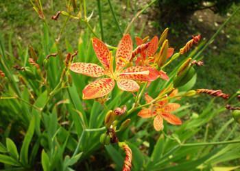 三农|农村山坡常见的野草,可以降低血脂,见过吗