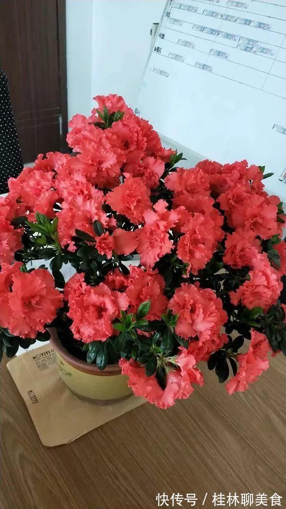 4种花身材不大,花量却怪“吓人”,深秋花开一大片,美翻了