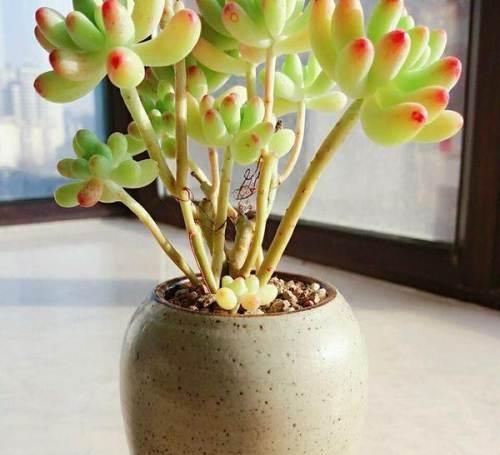 养了两棵乙女心，一棵放室内，一棵放露台，长势区别很大