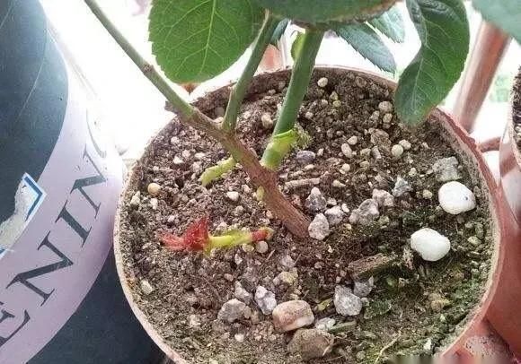 室内养月季,记住3点“技巧”,每隔10天就有新的花苞,花繁叶茂