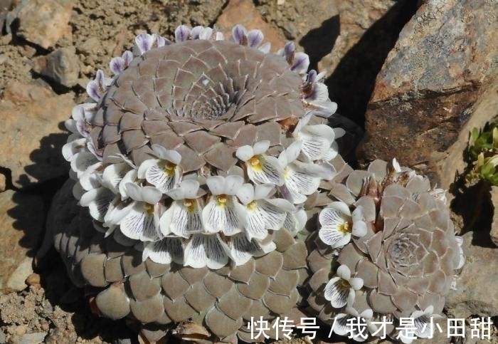 高贵冷艳的多肉新品,紫色系的罗兰夫人,连花都是紫色的