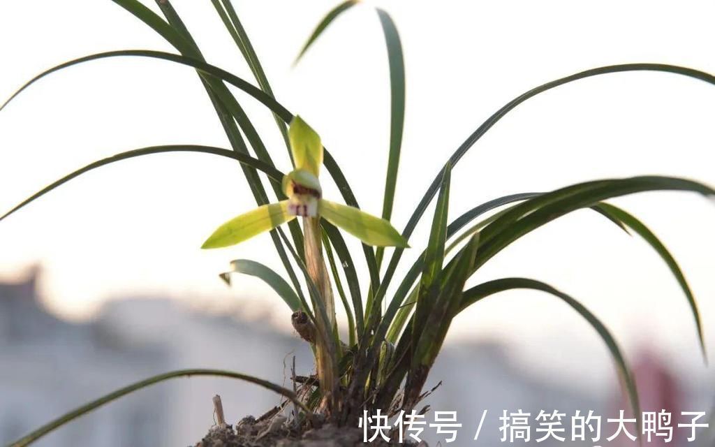 兰花几天浇一次水？3天浇一次，和15天浇一次有区别吗