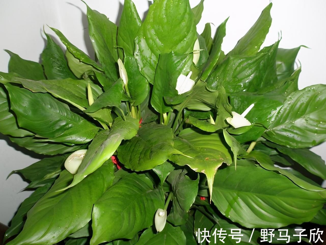 一叶兰|给家里选择“5种”耐荫花，养10年都翠绿、茂密，太省心了