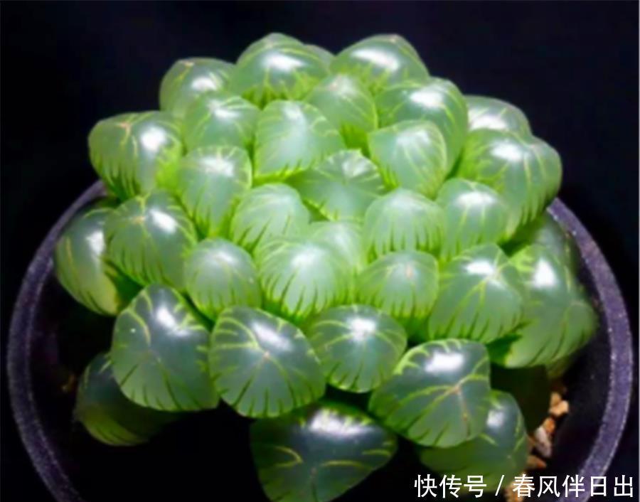 阿勇|玉露也能养爆盆,学会5个小技巧,晶莹剔透分枝多