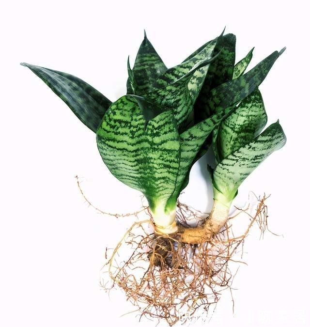 定要注意|虎皮兰作用多,养护技巧也简单,这么好的盆栽谁不喜欢