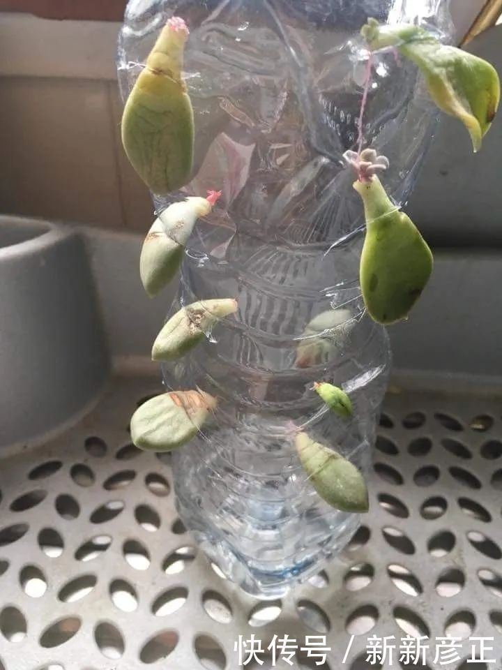 叶插繁殖|春暖后用多肉的叶片扦插繁殖,一两周长出小芽,成功率特别高