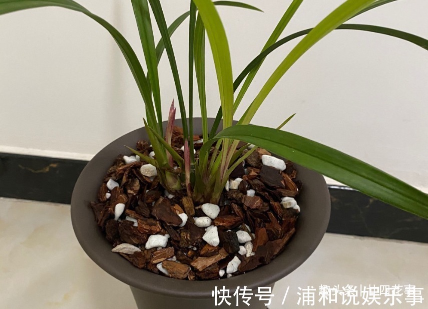 根系|网购兰花服盆难,关键在于上盆前,简单4步服盆快,不僵苗发芽多