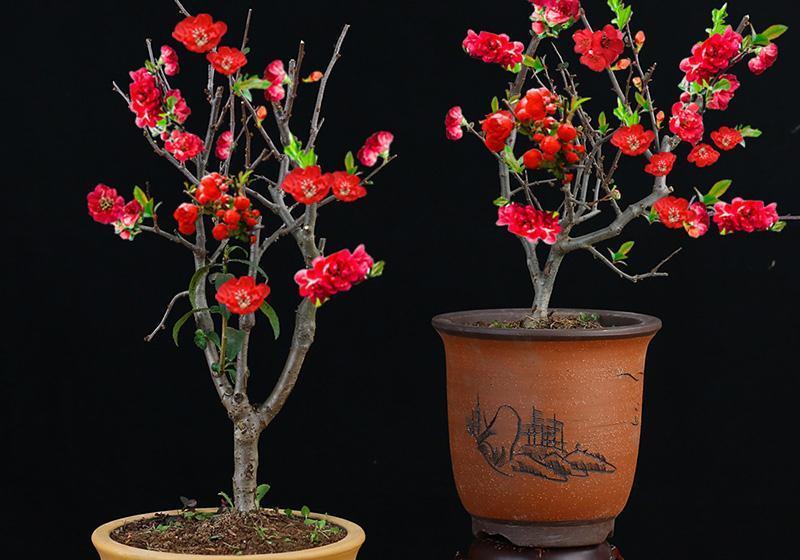 家里养一盆海棠,四季开花香飘满屋