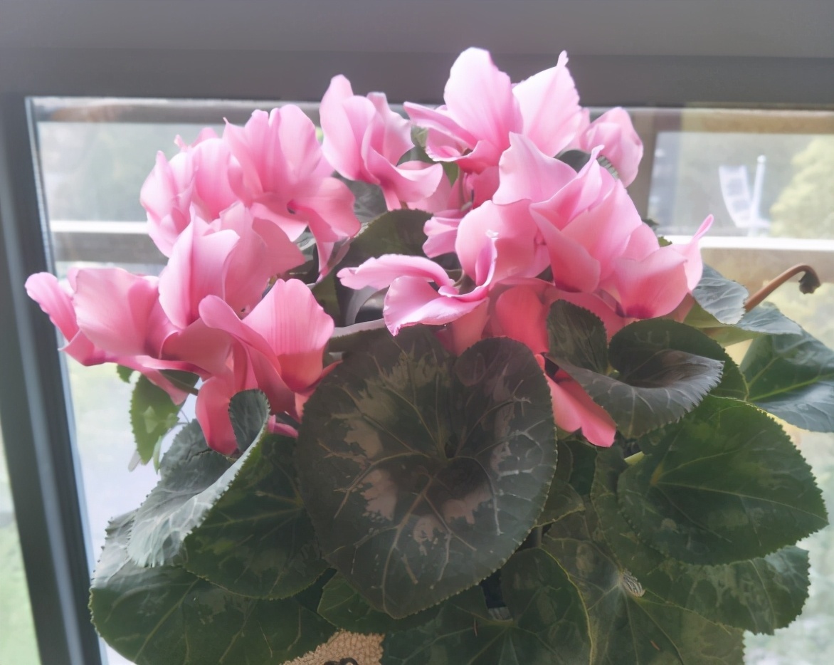 4种花被称为“夏必死”,没有大棚环境,新手春季最好不要买