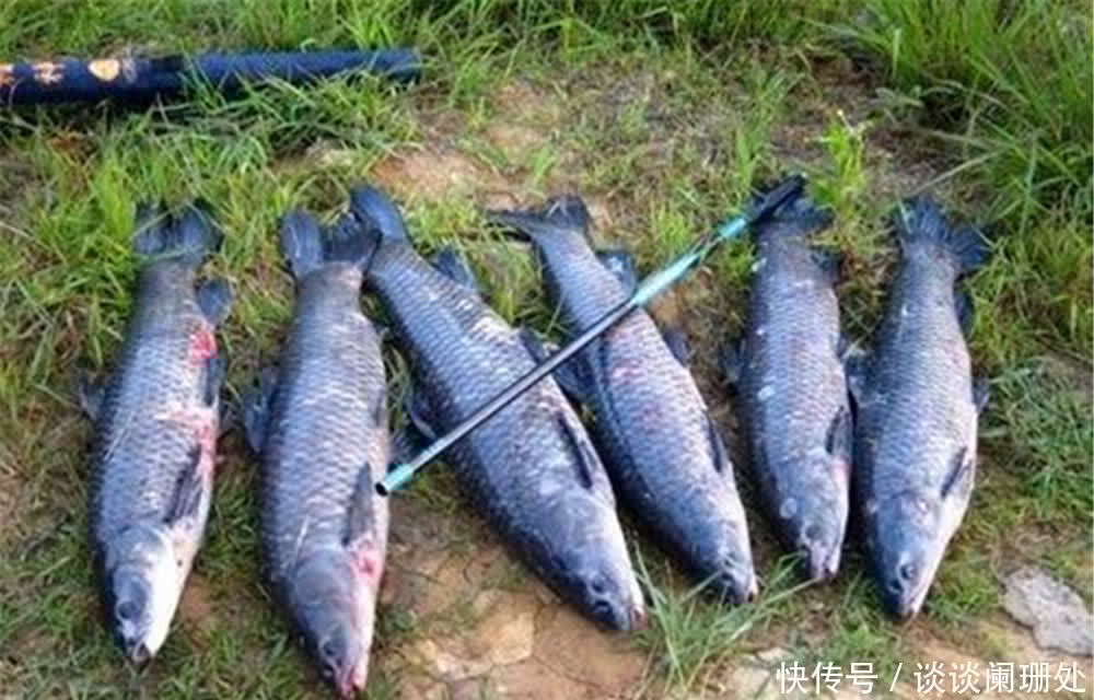 青鱼|初夏钓大鱼,用这些贴近“自然”的饵料配方,大鱼“无力抵触”