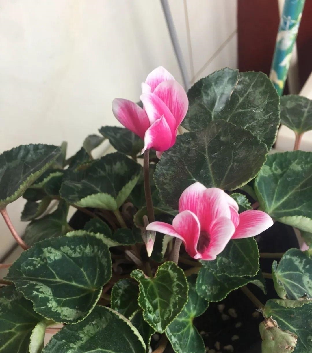 浇水量|10种花夏天一定要少浇水，否则熬不过3天就死了