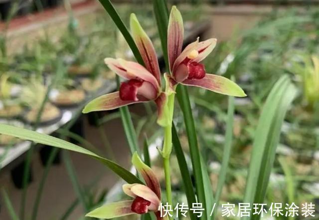 兰花|新手养兰花，注意“三细节”，花姿优雅，一年能花开四五次