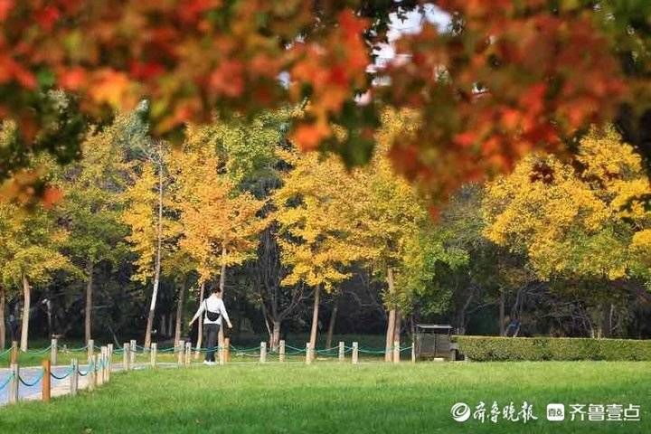 泉城公园|济南泉城公园进入最佳观赏季，植被五彩斑斓处处皆秋景