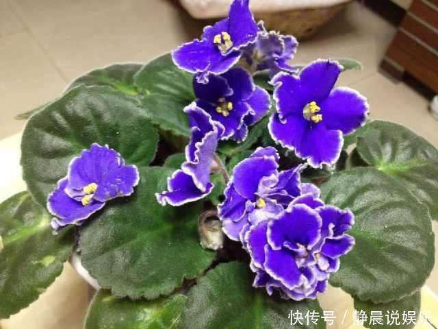 媳妇经常去花店蹭点叶子,没花一分钱,就把花种满了阳台!